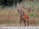 Edelherten weerterbos 2019 deel 3